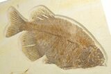 Phareodus Fossil Fish With Diplomystus & Knightia - Wyoming #327822-1